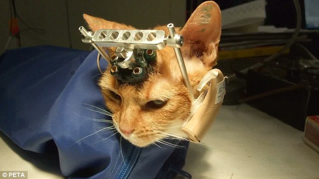 kitty with implant