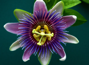 Passion Flower Powder